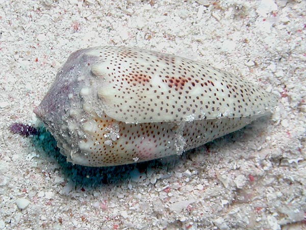 Conus arenatus